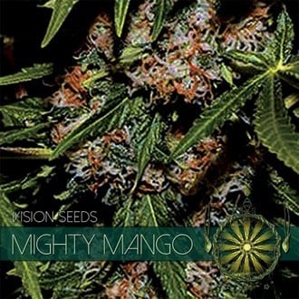 Mighty Mango Bud (Vision Seeds) Femminizzata