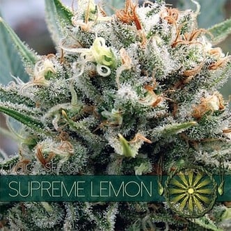 Supreme Lemon (Vision Seeds) Femminizzata