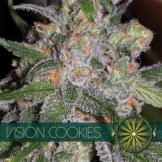 Vision Cookies (Vision Seeds) Femminizzata