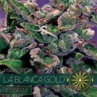 La Blanca Gold Autofiorente (Vision Seeds) Femminizzata