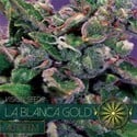 La Blanca Gold Autofiorente (Vision Seeds) Femminizzata