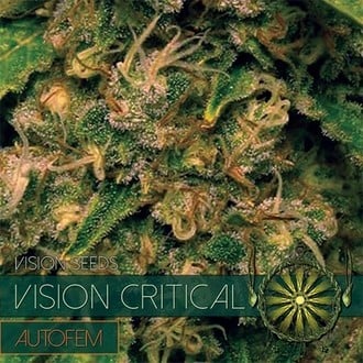 Vision Critical Autofiorente (Vision Seeds) Femminizzata