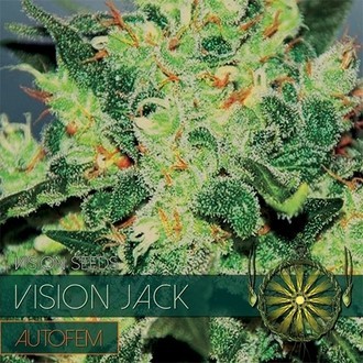 Vision Jack Autofiorente (Vision Seeds) Femminizzata