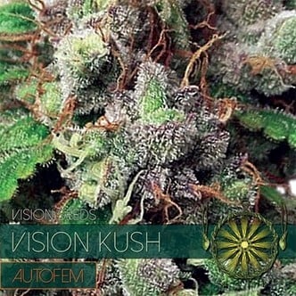 Vision Kush Autofiorente (Vision Seeds) Femminizzata