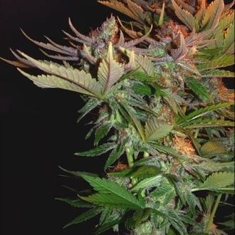 Nordle (Mr. Nice) Regolare