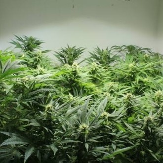 Nordle (Mr. Nice) Regolare