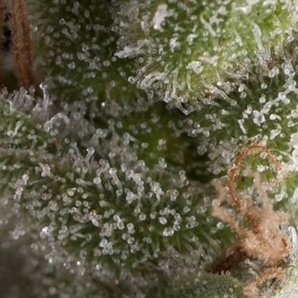 Auto Fresh Candy (Pyramid Seeds) Femminizzata