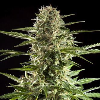 Cheesy Auto CBD (Philosopher Seeds) Femminizzata