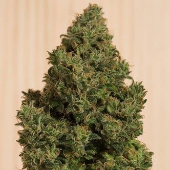 Blue Dream CBD (Humboldt Seeds) Femminizzata