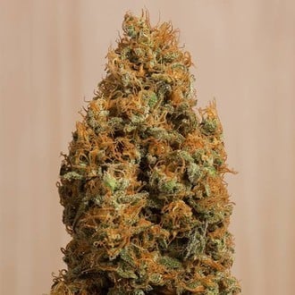 Green Crack CBD (Humboldt Seed Organization) femminizzata