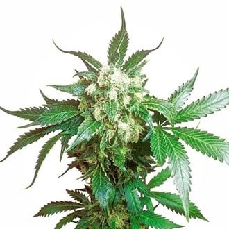 Black Domina (Sensi Seeds) Femminizzata