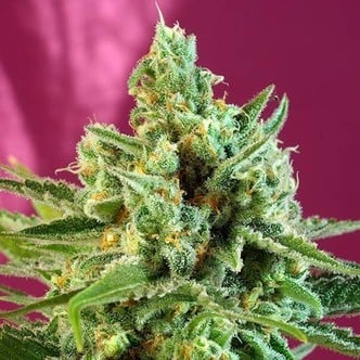 S.A.D. Sweet Afgani Delicious CBD (Sweet Seeds) femminizzata