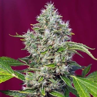 San Fernando Lemon Kush (Sweet Seeds) femminizzata