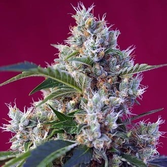 Indigo Berry Kush (Sweet Seeds) femminizzata