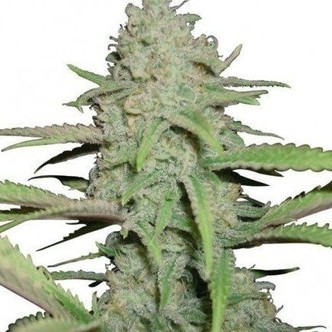 Sweet Bubble (Zativo Seeds) femminizzata