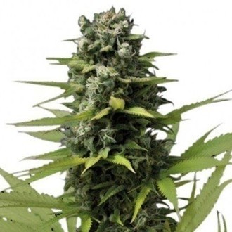 Blue Haze (Zativo Seeds) femminizzata