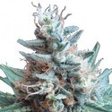 Sweet Candy (Zativo Seeds) Femminizzata