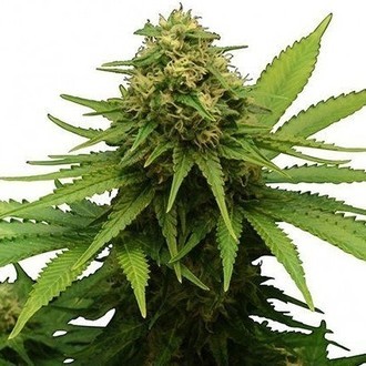 Critical (Zativo Seeds) femminizzata