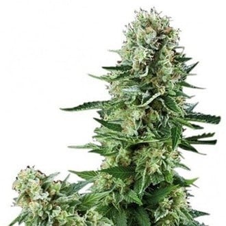 White Widow (Zativo Seeds) Femminizzata