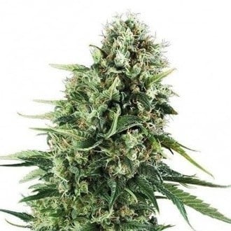 Chocolate Haze (Zativo Seeds) Femminizzata