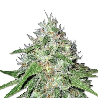 Amnesia Haze (Sensation Seeds) Femminizzata