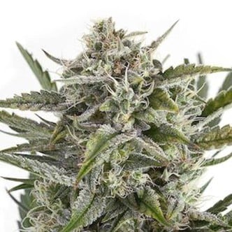 OG Kush (Sensation Seeds) Femminizzata