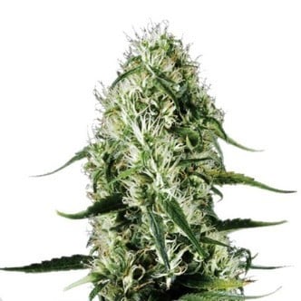 Super Silver Haze (Sensation Seeds) Femminizzata