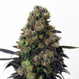 Acid Dough (Ripper Seeds) Femminizzata