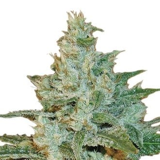 AK 47 (Sensation Seeds) Femminizzata