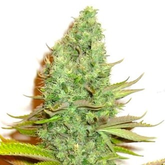 Sensation Victory (Sensation Seeds) Femminizzata