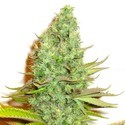 Sensation Victory (Sensation Seeds) Femminizzata