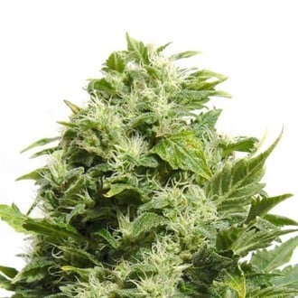 Cheese (Sensation Seeds) Femminizzata