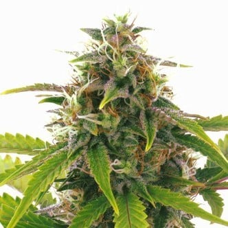 Sensation Haze Auto (Sensation Seeds) Femminizzata