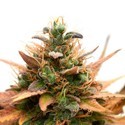 Medijuana CBD (Sensation Seeds) Femminizzata