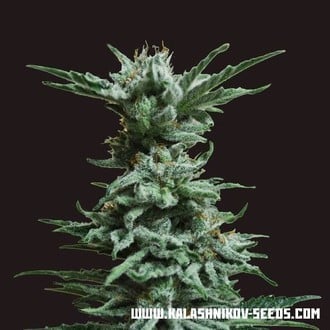 AK Skunk (Kalashnikov Seeds) Femminizzata