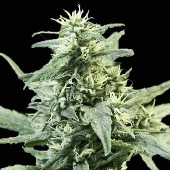 Golden Haze (Devil’s Harvest) femminizzata