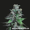 Moscow Blueberry (Kalashnikov Seeds) femminizzata