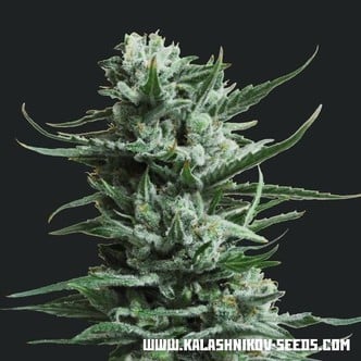 Siberian Haze (Kalashnikov Seeds) feminized