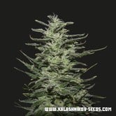Amnesia Molotov (Kalashnikov Seeds) feminized
