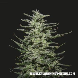 Amnesia Molotov (Kalashnikov Seeds) feminized