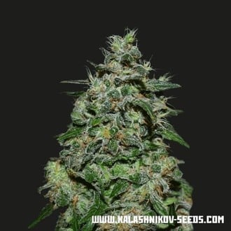 AK Kush Express (Kalashnikov Seeds) Femminizzata