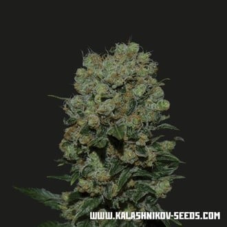 Kalashnikov Express (Kalashnikov Seeds) femminizzata