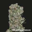 White Critical Express (Kalashnikov Seeds) Femminizzata