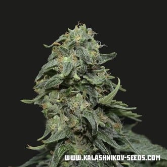 Kabul Express (Kalashnikov Seeds) Femminizzata