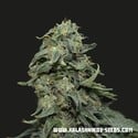 Kabul Express (Kalashnikov Seeds) Femminizzata