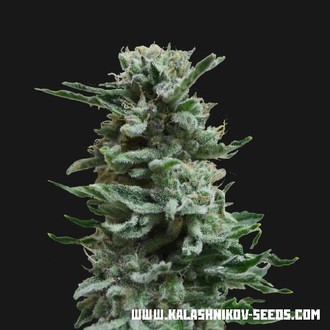 AK Skunk Auto (Kalashnikov Seeds) femminizzata