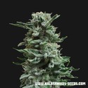 AK Skunk Auto (Kalashnikov Seeds) femminizzata