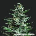 Moscow Blueberry Auto (Kalashnikov Seeds) femminizzata