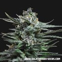 Acid Blue Auto (Kalashnikov Seeds) Femminizzata