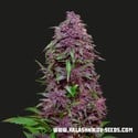 Purple Mazar Auto (Kalashnikov Seeds) Femminizzata